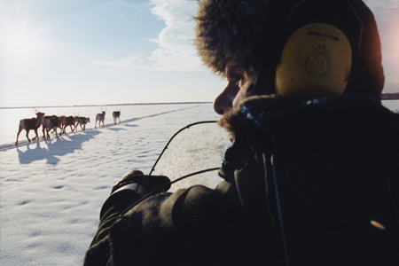 Sami with reindeer